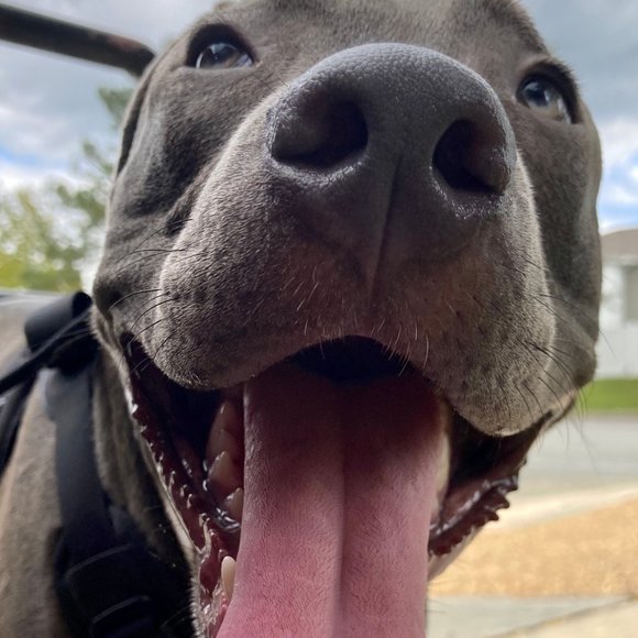 Meet your Posher, Doll - Picture 7 of 16